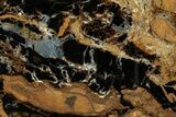 Petrified Wood (Sycamore) Stand-Up - Parker, Colorado #302935-1
